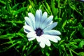 Closeup of an African daisy in a field under the sunlight with a blurry background Royalty Free Stock Photo