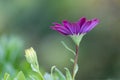 Closeup African Daisy flower (Osteospermum ecklonis) Royalty Free Stock Photo