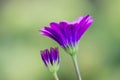 Closeup African Daisy flower (Osteospermum ecklonis) Royalty Free Stock Photo