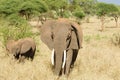 Closeup of African Elephant with calf Royalty Free Stock Photo