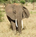 Closeup of African Elephant Royalty Free Stock Photo