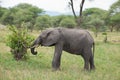 Closeup of African Elephant Royalty Free Stock Photo