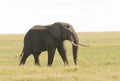 Closeup of African Elephant Royalty Free Stock Photo