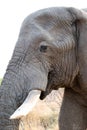 Closeup of an African Elephant Face with tusk Royalty Free Stock Photo