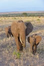 Closeup of African Elephant family Royalty Free Stock Photo