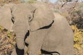 Closeup of African Elephant Head Royalty Free Stock Photo