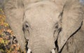 Closeup of African Elephant Head Royalty Free Stock Photo