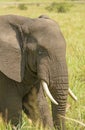 Closeup of an African Elephant Head Royalty Free Stock Photo