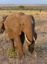 Closeup of African Elephant herd Royalty Free Stock Photo