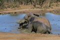 Closeup of an african elephant Loxodanta africana splashing in a mud bath in a waterhole