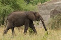 Closeup of African Elephant Royalty Free Stock Photo