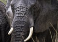 Closeup of an African elephant Royalty Free Stock Photo