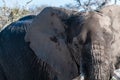 Closeup of an African Elephant Passing By Royalty Free Stock Photo