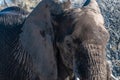 Closeup of an African Elephant Passing By Royalty Free Stock Photo