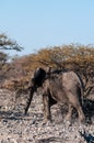 Closeup of an African Elephant Passing By Royalty Free Stock Photo