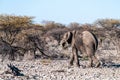 Closeup of an African Elephant Passing By Royalty Free Stock Photo