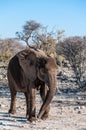 Closeup of an African Elephant Passing By Royalty Free Stock Photo