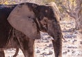 Closeup of an African Elephant Passing By Royalty Free Stock Photo