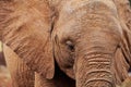 Closeup of african elephant Royalty Free Stock Photo