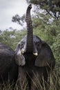 Closeup of an African elephant reaching up into the air Royalty Free Stock Photo