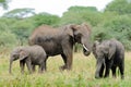 Closeup of African Elephant family Royalty Free Stock Photo