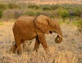 Closeup of African Elephant at sunset Royalty Free Stock Photo