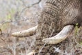 Closeup African Elephant Tusks