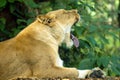 Closeup of an African female lion yawning lying with a green area on the background Royalty Free Stock Photo