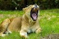 Closeup of an African female lion yawning lying on the green grass Royalty Free Stock Photo