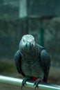 Closeup African grey parrot& x28;Psittacus erithacus& x29; stay on the tripod