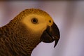 A closeup of an African Grey Parrot who is looking at the camera