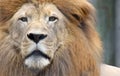 Closeup of African Lion