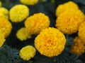 African marigold, American or Aztec marigolds flower Beautiful yellow color Flowers growing blooming in garden nature background Royalty Free Stock Photo
