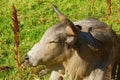 Closeup of African Nguni bull Royalty Free Stock Photo