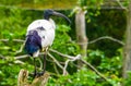 Closeup of a african sacred ibis sitting in a tree, tropical bird specie from Africa Royalty Free Stock Photo