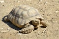 African spurred tortoise on ground