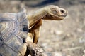 Closeup of African spurred tortoise