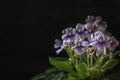 Closeup African Violet or Saintpaulia. Mini Potted plant. A dark background