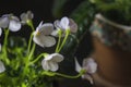 Closeup African Violet or Saintpaulia. Mini Potted plant. A dark background