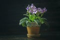 Closeup African Violet or Saintpaulia. Mini Potted plant. A dark background