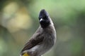 Closeup of an African Whitebacked Mousebird in South Africa