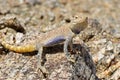 Trapelus agilis , Brilliant ground agama on rocks Royalty Free Stock Photo