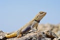 Trapelus agilis , Brilliant ground agama on rocks Royalty Free Stock Photo