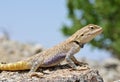 Trapelus agilis , Brilliant ground agama on rocks Royalty Free Stock Photo