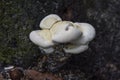 Agaricomycetes, Common Gilled Mushrooms Royalty Free Stock Photo