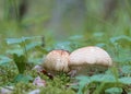 Closeup of a Agaricus augustus mushroom and moss Royalty Free Stock Photo