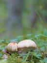 Closeup of a Agaricus augustus mushroom and moss Royalty Free Stock Photo