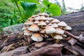 Closeup of Agaricuses on woods surrounded by greenery with a blurry background