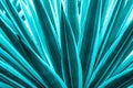 Closeup agave cactus, abstract natural pattern background