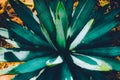 Closeup agave cactus